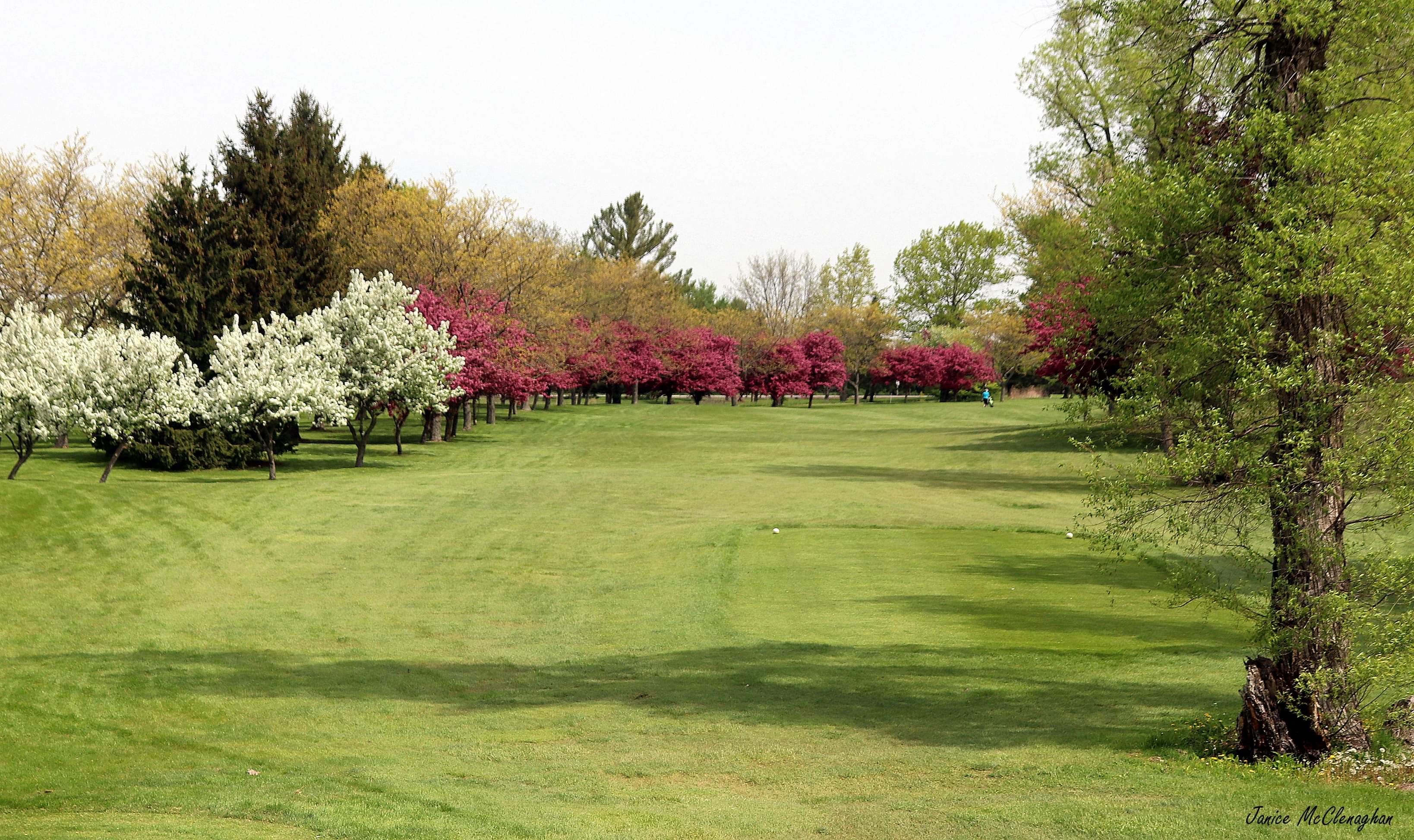 golf course green with trees